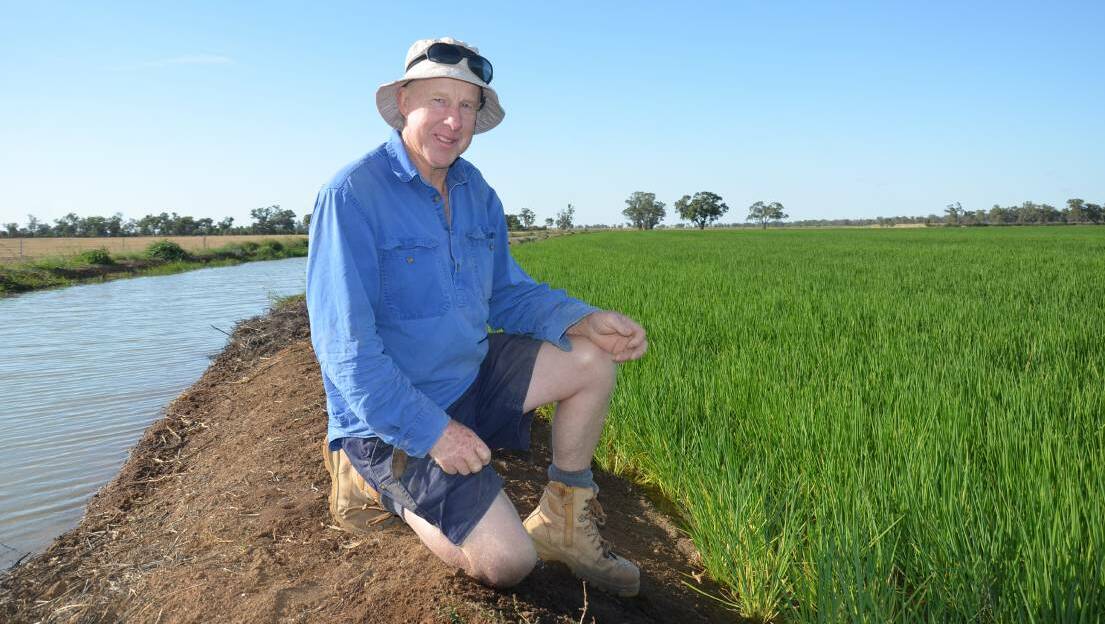 CROP: Les Gillespie from Finley planted 60 hectares of Reiziq this year on September 24. Mr Gillespie did not flush the crop for two months, relying on soil moisture instead. Photo: The Land