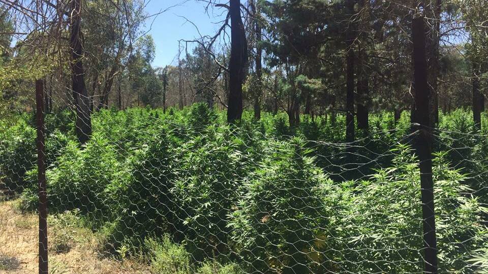 A DRUG bust to the north of Leeton has uncovered $5.5 million worth of cannabis. 
