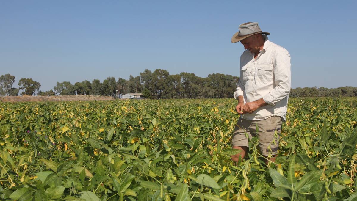 Leeton shire grower Rob Houghton inspects a crop in 2017.