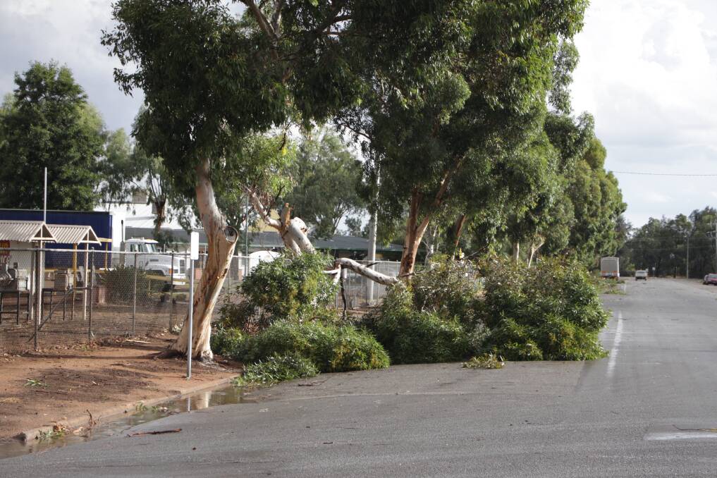Trees down in Leeton following a storm. Photo: The Irrigator 