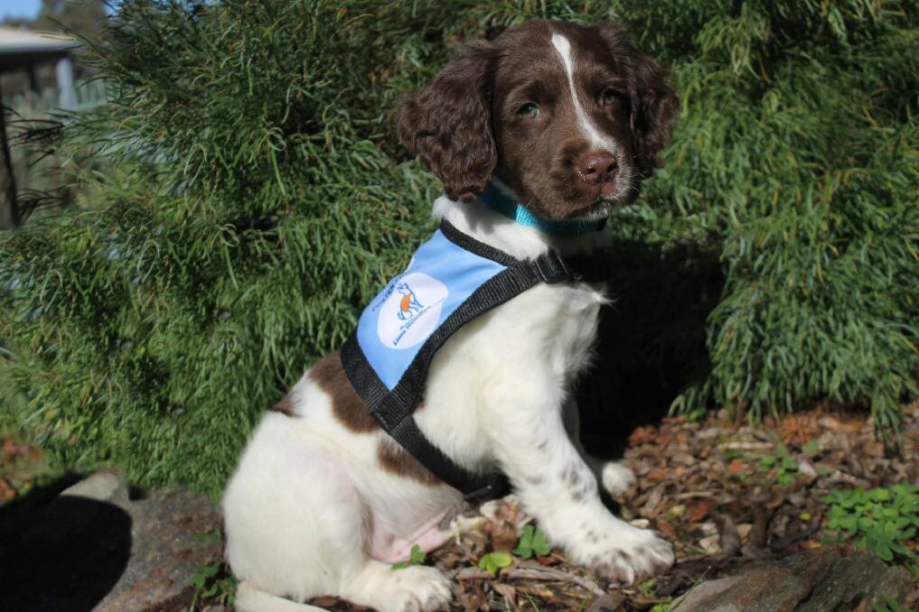 PUPPY HERO: Medical assistance dogs will be used to assist Australians with type one diabetes. Photo: Lions Australia 