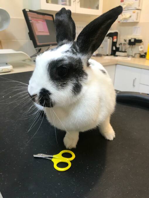 Tilly the rabbit at the Leeton Veterinary Hospital. Photo: Supplied