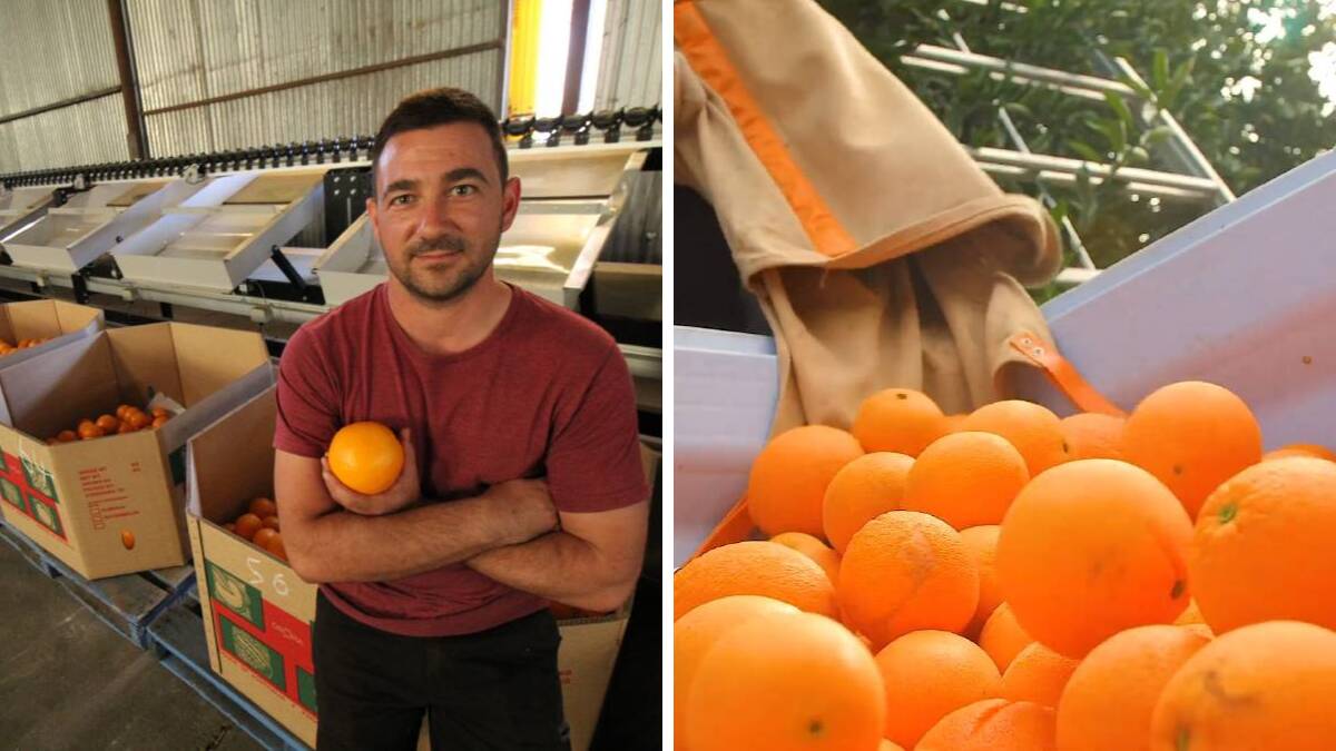 MIA citrus grower Vito Mancini (pictured), national peak industry body Citrus Australia and experienced recruitment company, FIP Group, have all called on Riverina growers to make themselves aware of the shortage of labour options and to work on solutions.