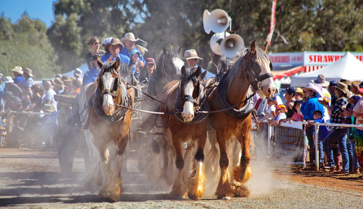 WHAT A SIGHT: The grand parade is always a popular attraction during the Barellan Good Old Days Festival. 