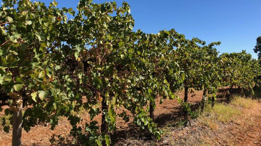 Vintage nets lower yields at shire's wineries