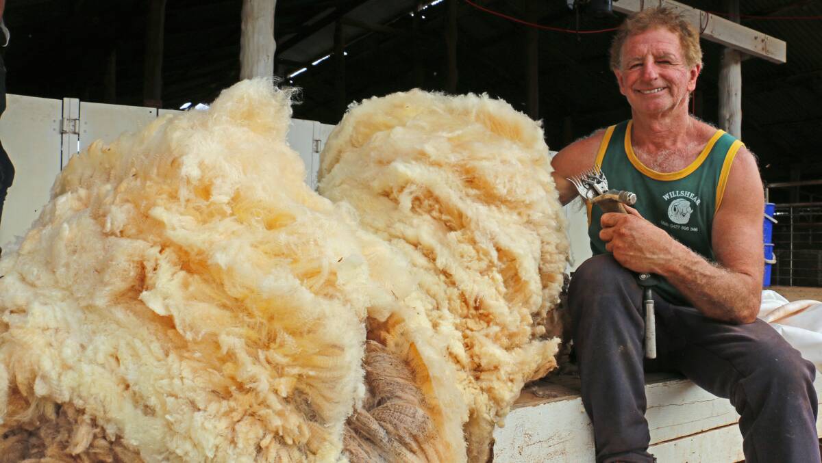 MAMMOTH EFFORT: Champion shearer Lionel Garner, of Hay, shore this 19.2kg fleece to raise funds for Motor Neurone Disease. The first cross wether had missed shearing for more than three years. Photo: Kim Woods