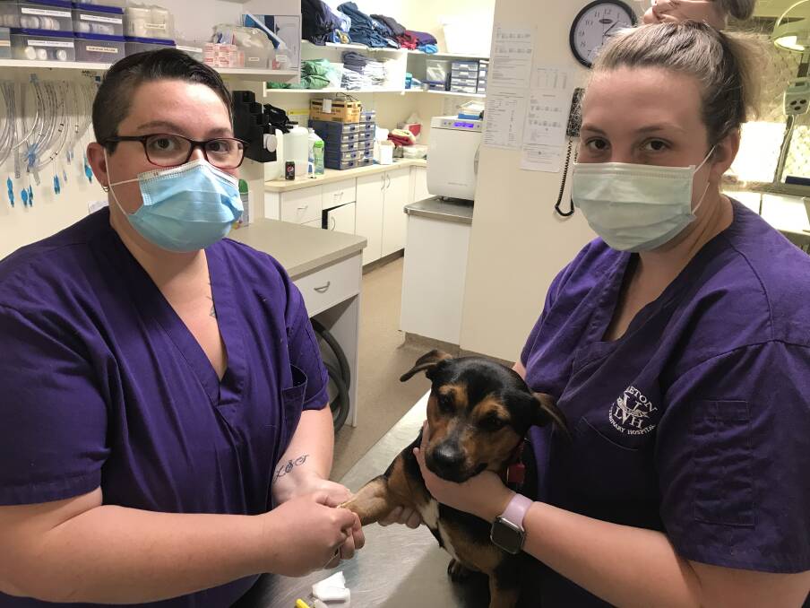 AT HAND: Sophie Morton and Tia Miller with Chazz at the Leeton Veterinary Hospital. Photo: Supplied