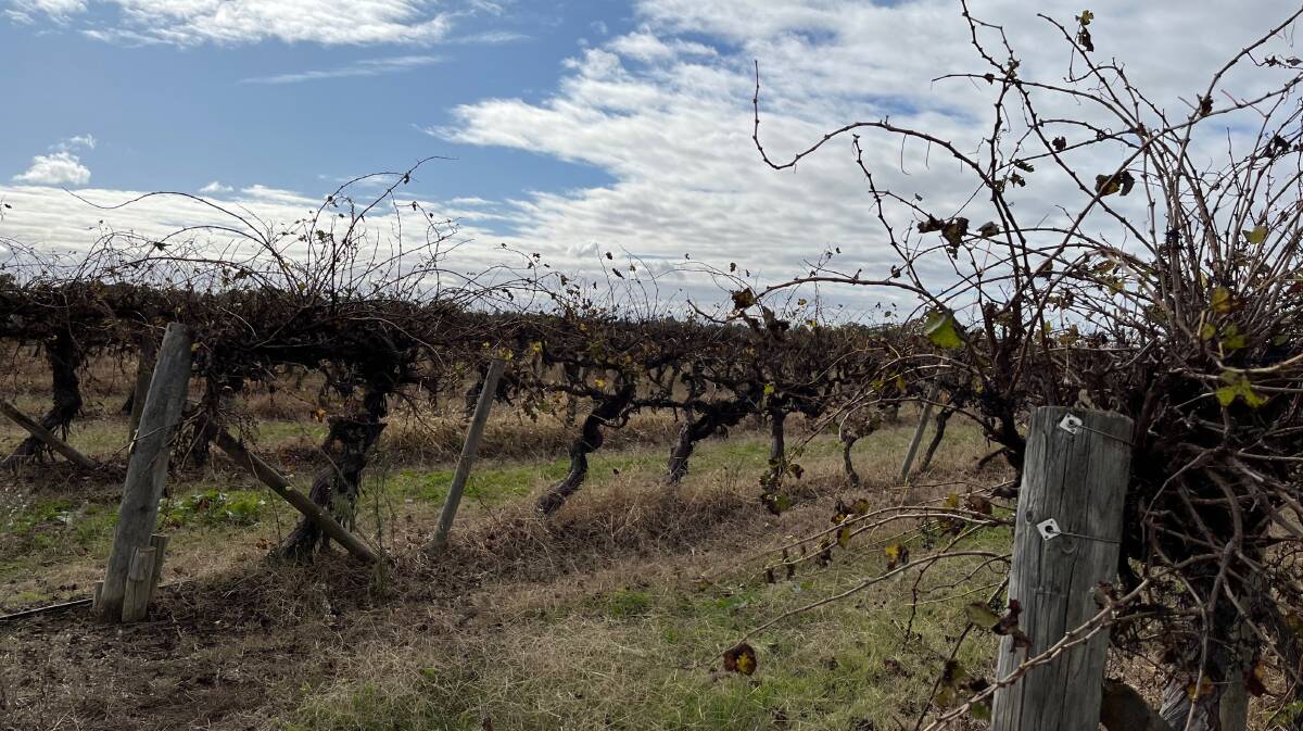 DIFFERENT YEAR: Lillypilly Wines and Toorak Winery both reported a vintage that was down in yields, but said quality hadn't been affected. Photo: Talia Pattison