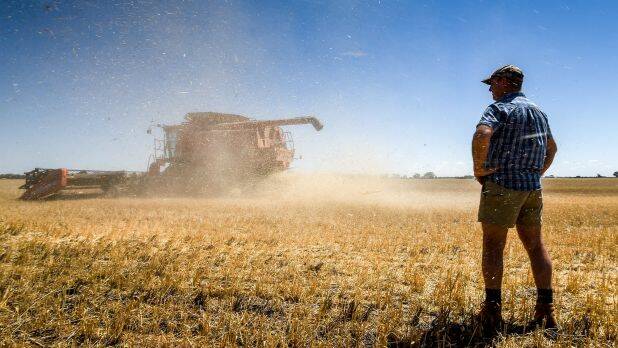 NOT TOO BAD: Despite a summer filled with scorching temperatures, farmers continue to have positive outlook for the year ahead. 