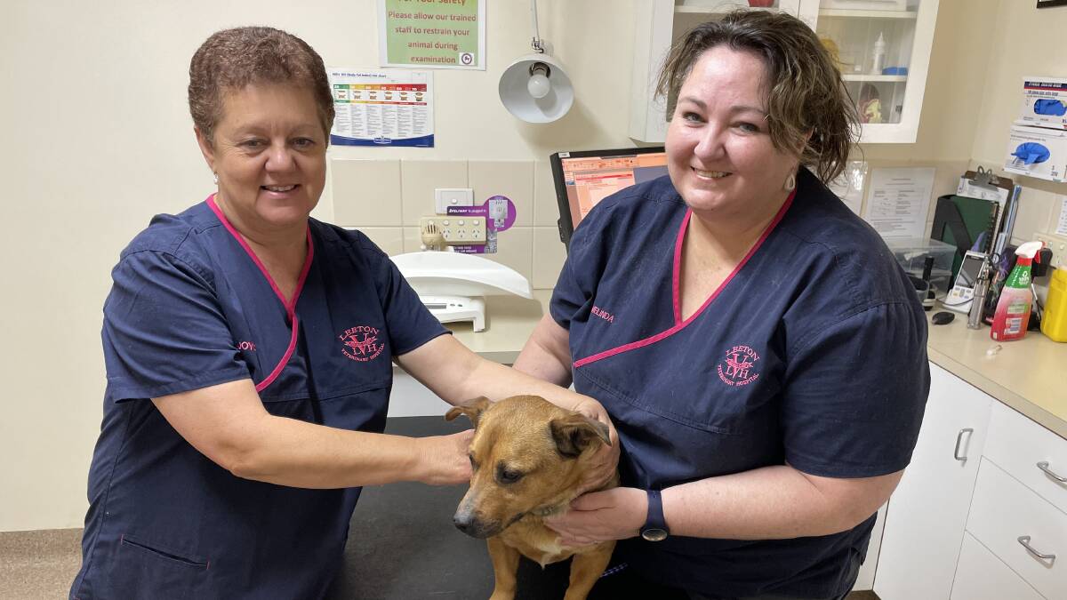 Joyce Guest (left) and Melinda Angel with one of their furry friends, Bob, at the Leeton Veterinary Hospital. Picture by Talia Pattison