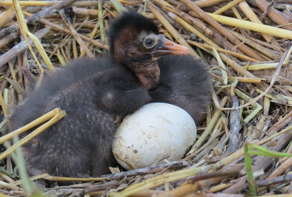 NATURE: An older hatchling with an egg. Photo: Freya Robinson