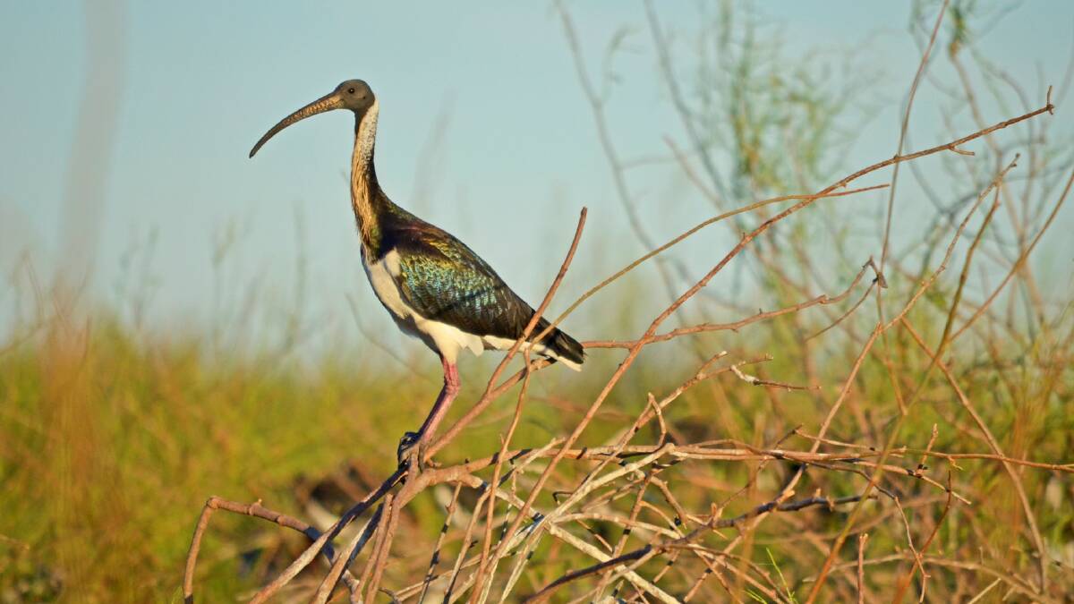 NATURE: A strawnecked ibis showing distinctive strawlike feathers. Photo: Mal Carnegie