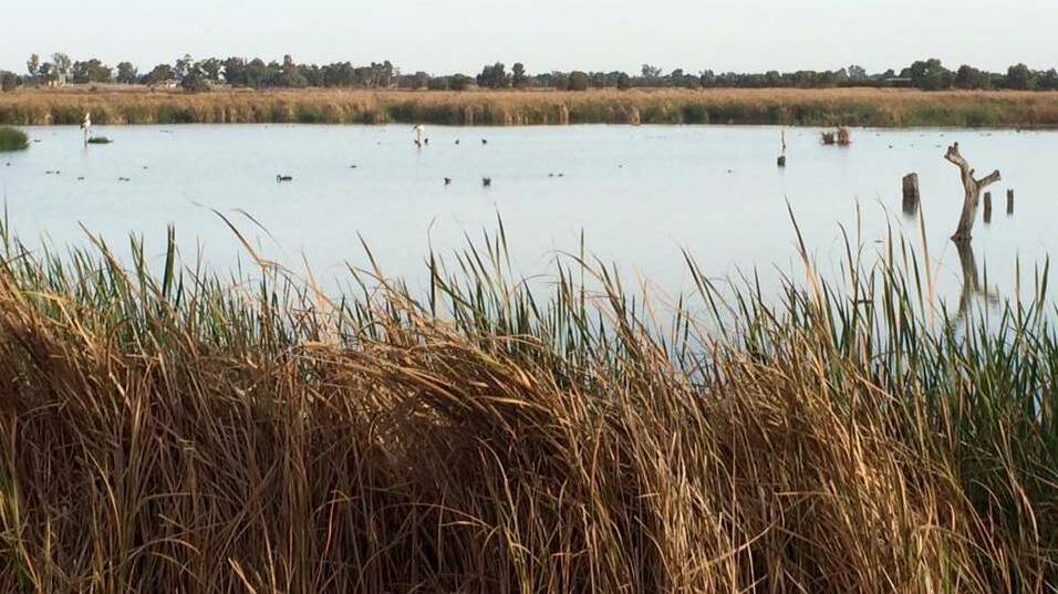 Leeton shire residents have been encouraged to get out and explore the wetlands. 