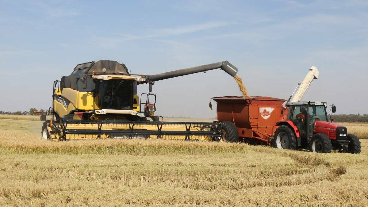 Rice harvest keeps Whitton storage sheds busy