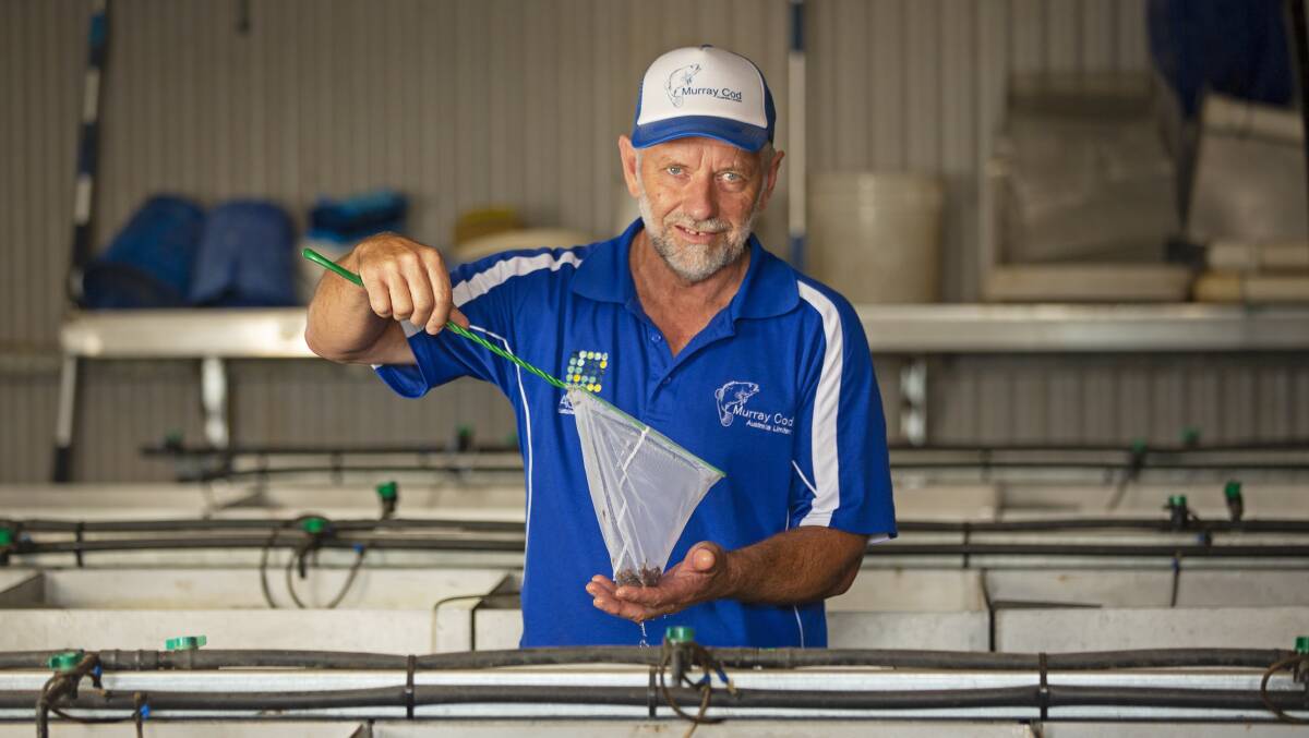 BUSINESS: Ian Charles from Aquna Sustainable Murray Cod is pleased the government is continuing to focus on assisting the industry to grow. Photo: Supplied