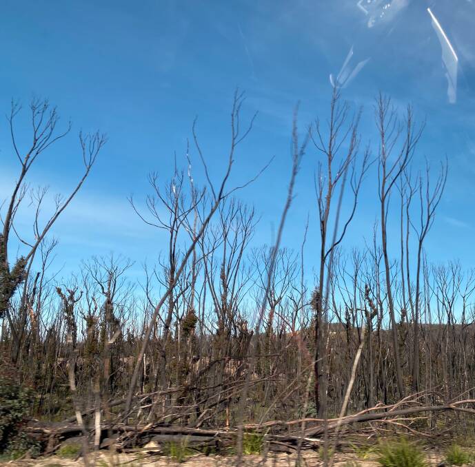 REMNANTS: The bushfires may have occurred more than eight months ago on the NSW south coast, but the devastation remains. Photo: Talia Pattison