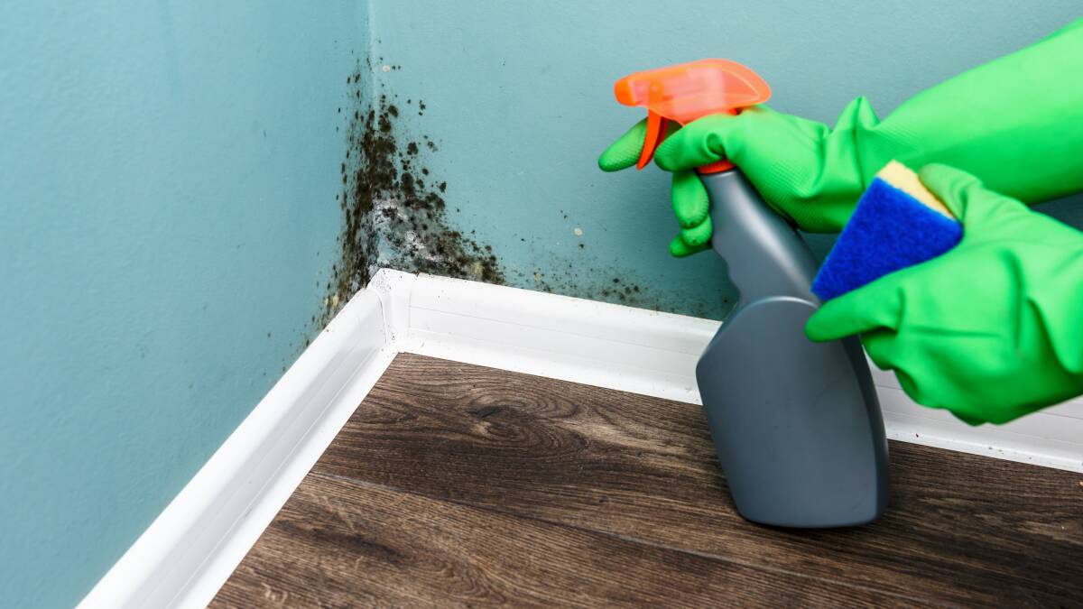 Mr Georgiev said a thorough cleaning with white vinegar can kill mould infestations, but a long-term solution can require expert treatment.