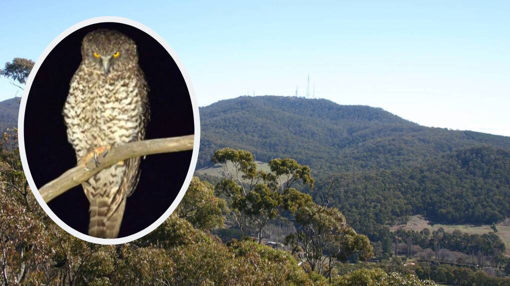 WHAT A HOOT: The Powerful Owl was spotted during a recent survey of Mount Canobolas. Photo: SUPPLIED