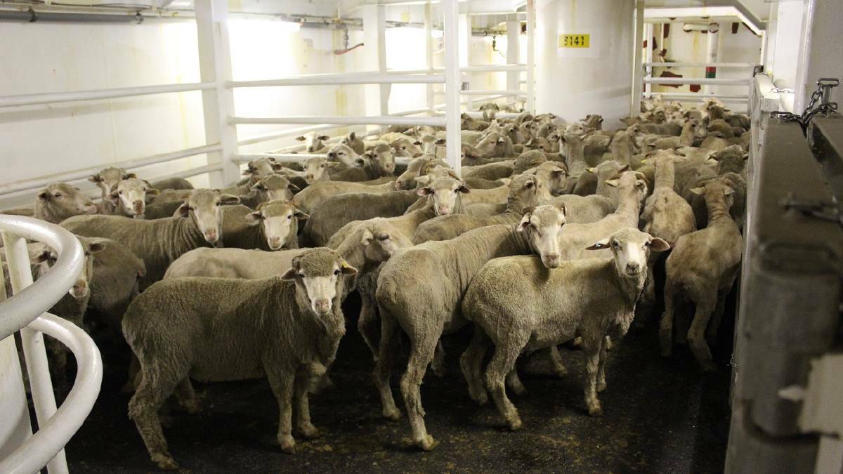 Sheep live-ex ban extended until mid-September