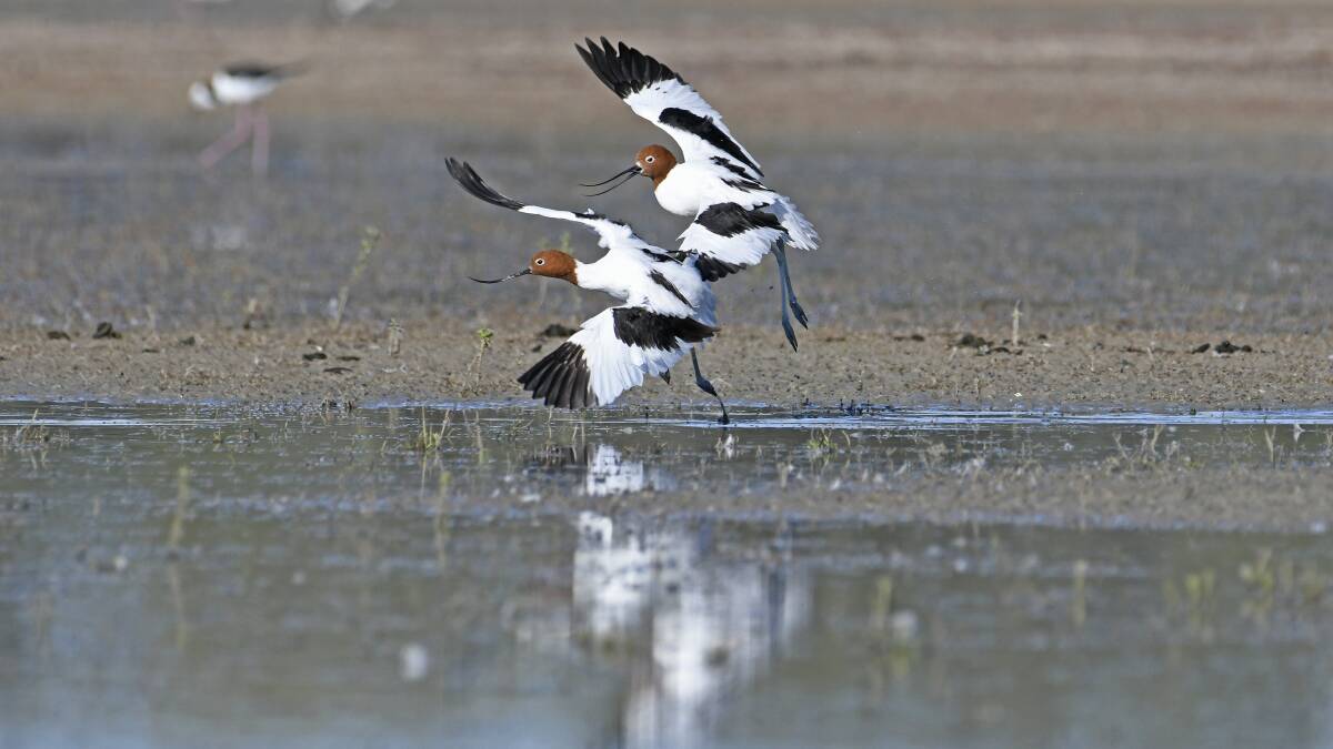 Red-necked Avocets in a lower Lachlan wetland. PHOTO: Supplied