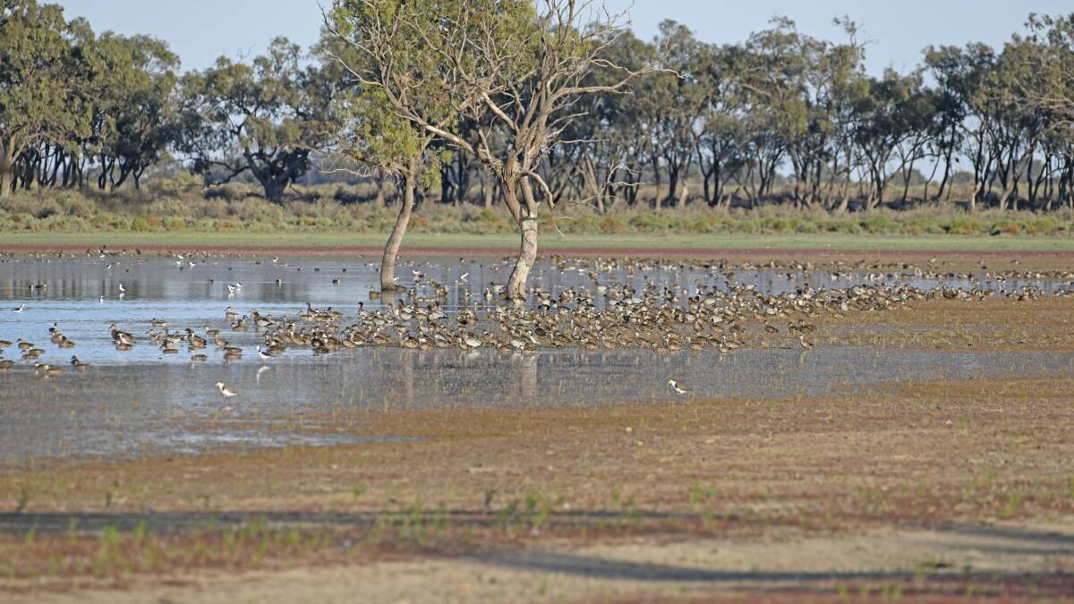 When these rare flooding events occur, the wetlands in the Lower Lachlan become a haven for ducks, Ibis, and other waterfowl. PHOTO: Supplied