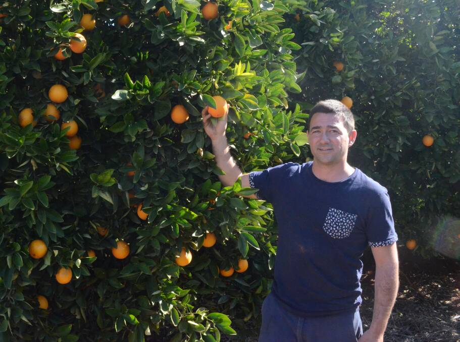 RESEARCH PROGRAM QUESTIONED: Citrus grower Vito Mancini said a look into the Murray-Darling Basin needs to be examined at all angles. PHOTO: Calhan Behrendt