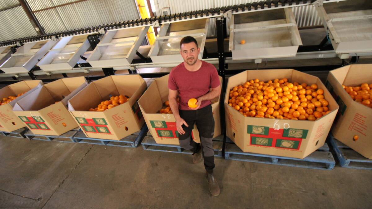SQUEEZED: MIA grower Vito Mancini said a long-lasting travel ban could cause a knock-on effect in larger corporate growers dipping into the workforce pools used by smaller growers to provide labour for harvesting. PHOTO: Jacinta Dickins