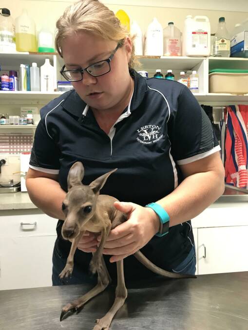 Dr Jessica Panozzo with an orphaned joey.