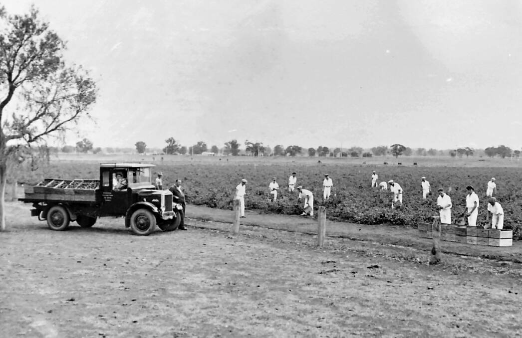 WORKFORCE: At the Riverina Welfare Farm boys picked vegetables including, in this case, tomatoes which were then sent to the cannery. 