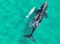 The southern right whale with a rare 'white' calf has been spotted off NSW's south coast. (PR HANDOUT)
