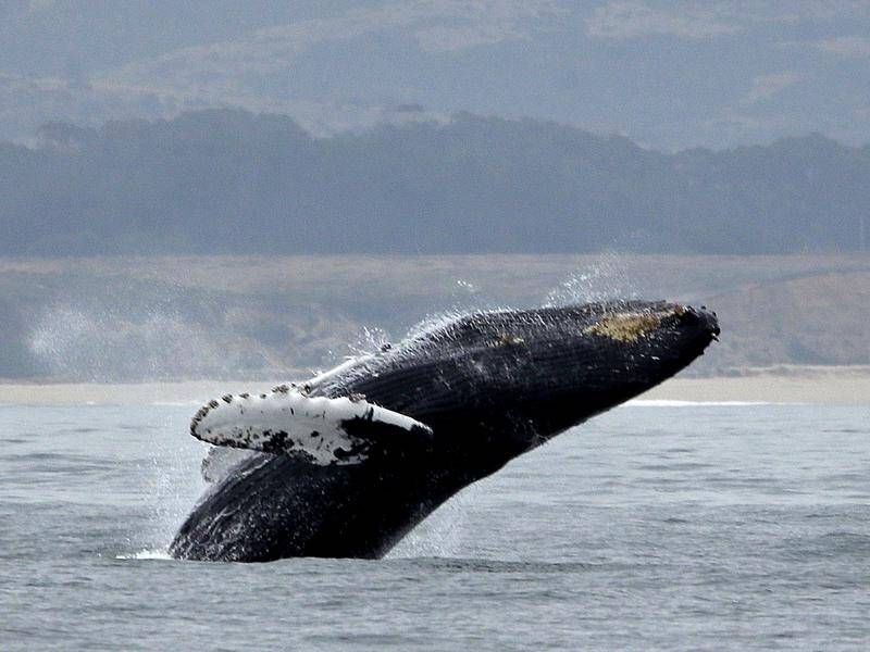 Research shows male humpback whale groups change their anthem songs over the years.