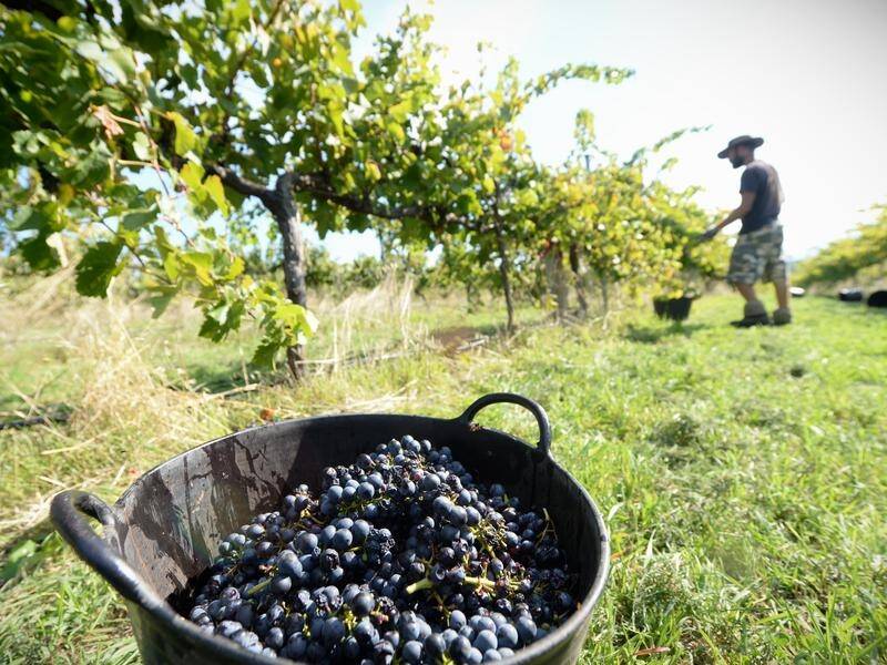 Exports of Australian wine have risen 11 per cent in the past year.