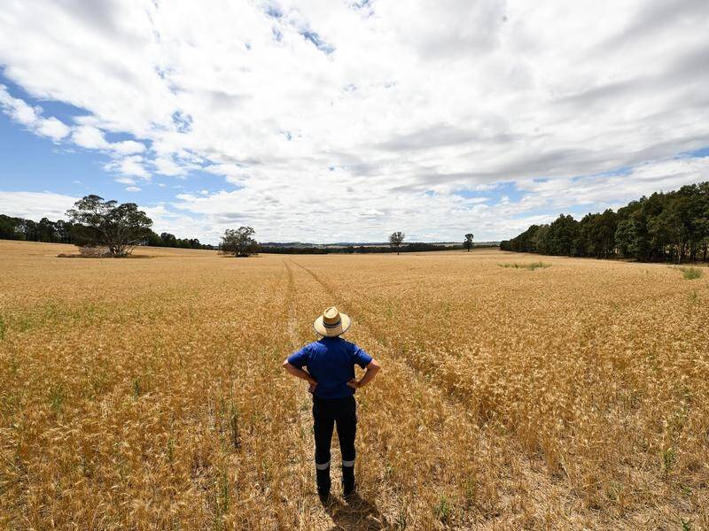 Alan Brown, chair of the NSW Farmers Ag Science Committee, inspects a wheat crop at Borambola, NSW. (Lukas Coch/AAP PHOTOS)