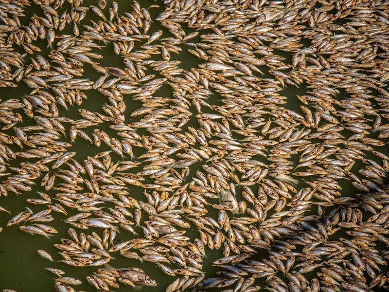 Millions of dead fish surfaced at Menindee on the Darling-Barka River earlier this year. (Samara Anderson/AAP PHOTOS)