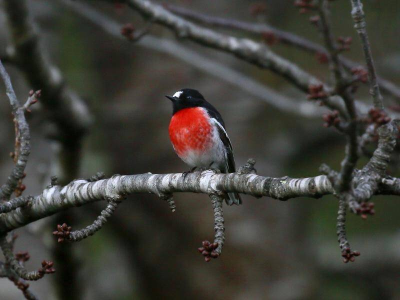 The NSW nature reserve home of the scarlet robin has been expanded.