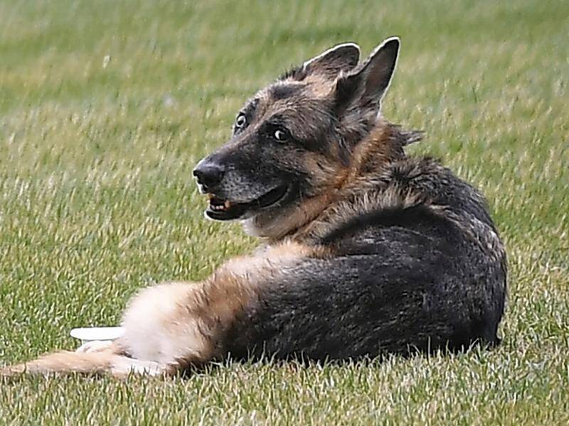 US President Joe Biden's older dog Champ has died at 13.