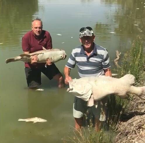 Menindee resident Dick Arnold and Rob stand in the Darling river above weir 32 each holding a hundred year old fish. Picture: Video/Facebook Tolarno Station
