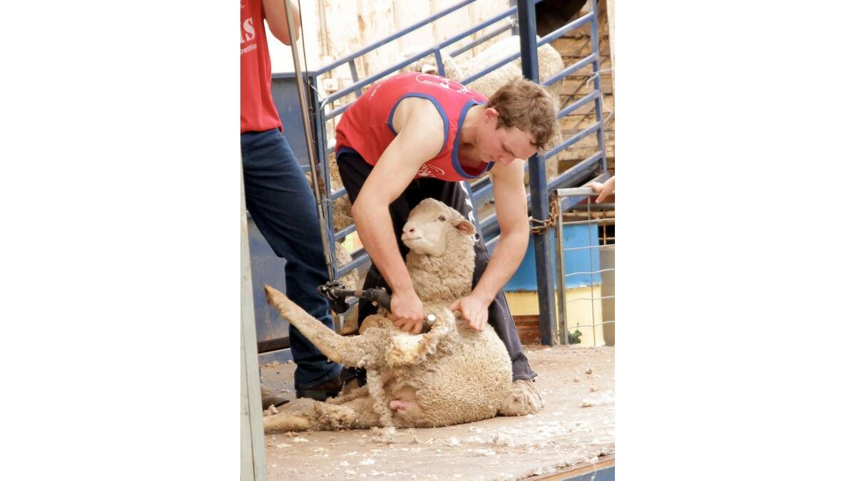 THE Yanco Agricultural High School gala day had many highlights on Saturday, including a shearing competition, with Luke Pyle, 15, taking part.
