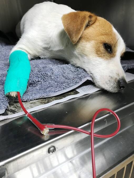 A Jack Russell receives a blood transfusion during rat bait poisoning. PHOTO: Leeton Veterinary Hospital