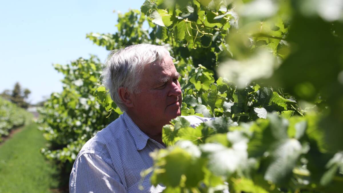 Riverina Winegrape Growers chairman Bruno Brombal said it was disappointing Four Corners focused on the negatives of the efficiency programs. PHOTO: Anthony Stipo