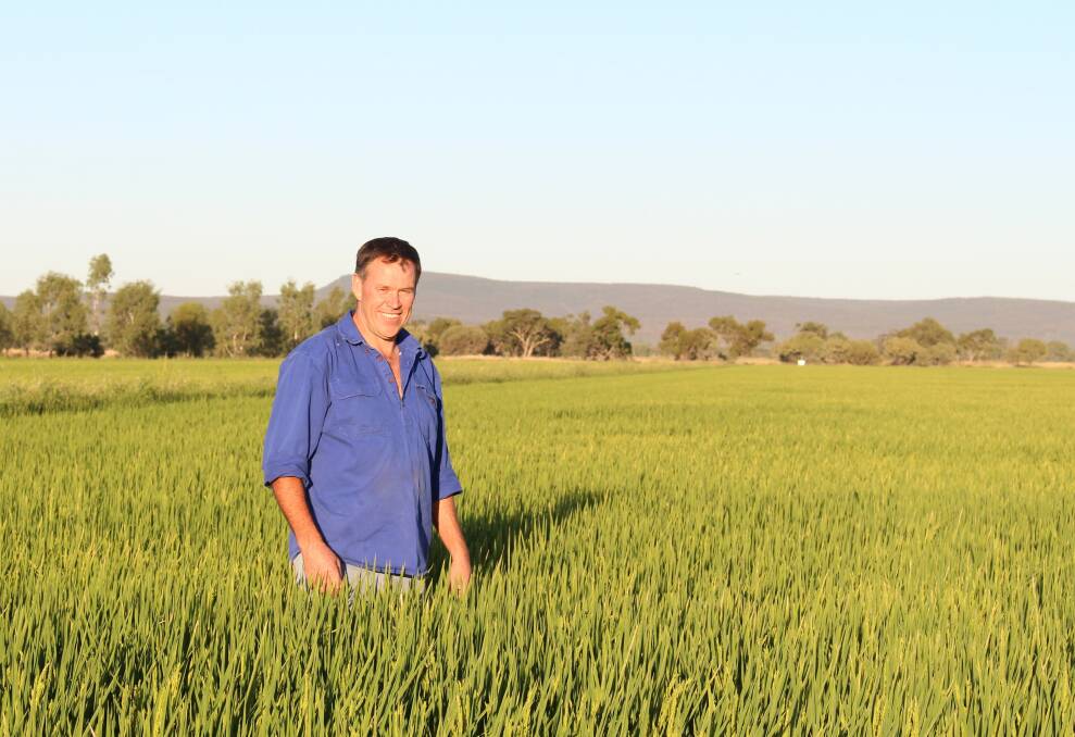 GREEN: Mark Groat looks over a rice paddy. The Nuffield Scholar said efficiency was key for the district's ricegrowers. Photo: Contrbuted