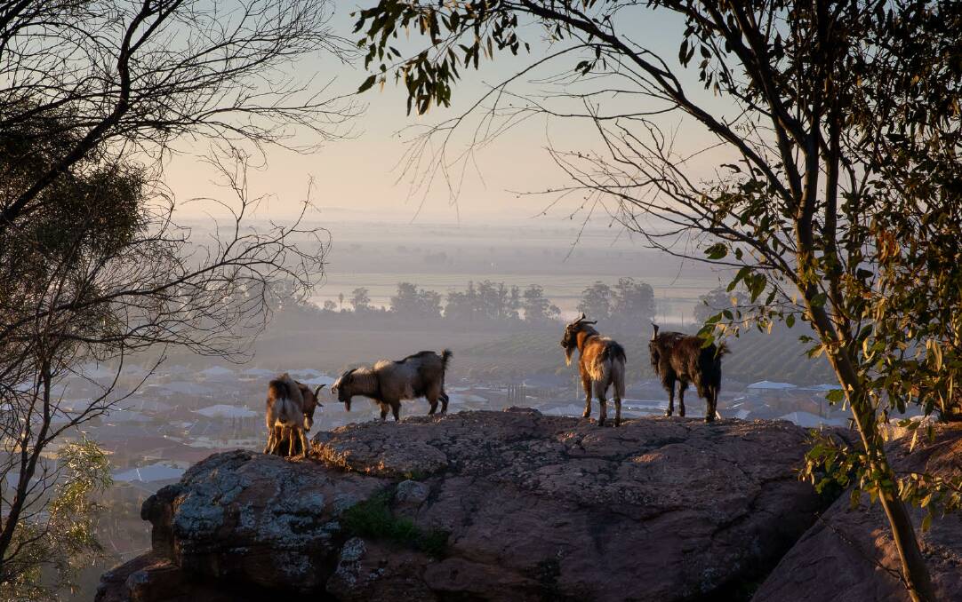 FRAMED: Feral goats captured by photographer Andrew McLean on top of Scenic Hill. PHOTO: Andrew McLean Photography