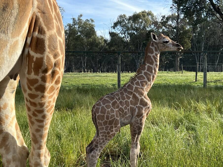 Within the first hour, the healthy six foot tall newborn was standing, drinking from mum and running around the exhibit. Picture supplied 