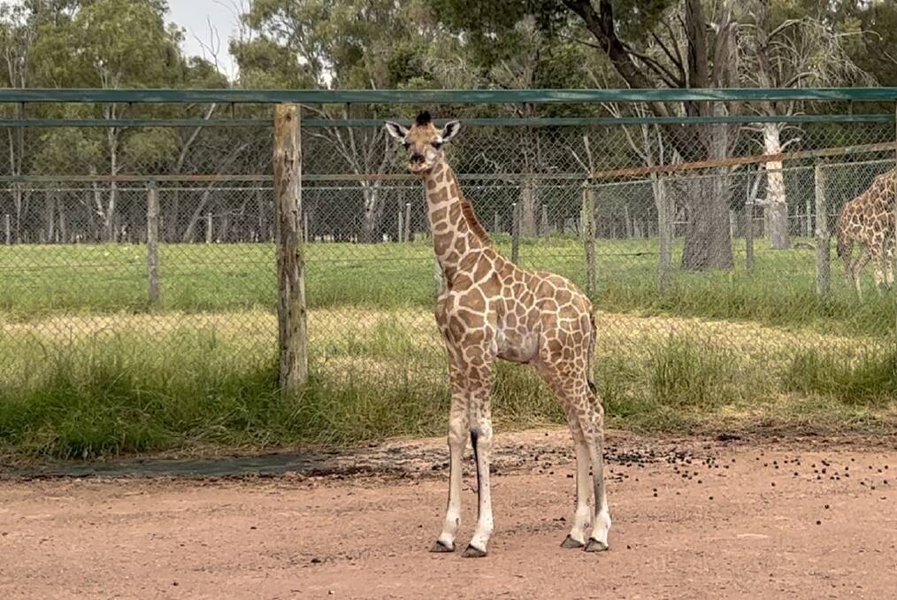 Altina Wildlife has welcomed the birth of its fifth baby boy giraffe. Picture supplied